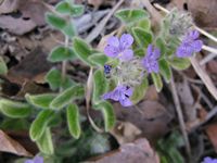 Nelsonia canescens all5-t.JPG